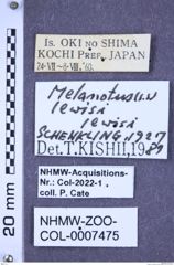 Etiketten zu Melanotus lewisi (NHMW-ZOO-COL-0007475)